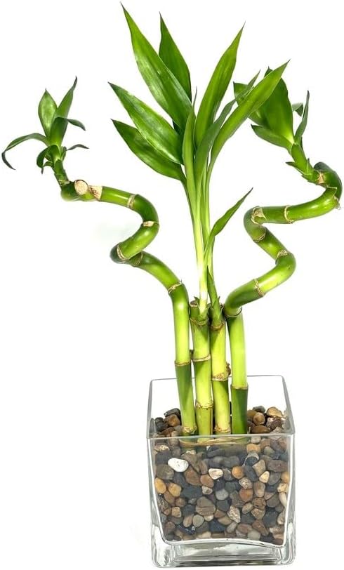 Generic 4 (2) 6 (2) 6 Indoor Live Lucky Bamboo Arrangement- stalks Straight & Spiral Bamboo, Inside Glass Arrangement