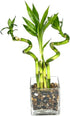 Generic 4 (2) 6 (2) 6 Indoor Live Lucky Bamboo Arrangement- stalks Straight & Spiral Bamboo, Inside Glass Arrangement