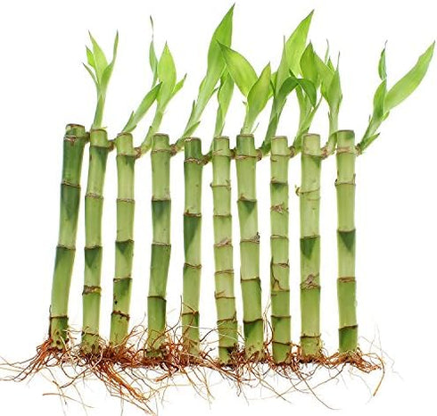 6 Inch 20 NW Wholesaler - Live Indoor Lucky Bamboo Stalks Bundle of -, Bamboo Indoor Live, Feng Shui, Fortune Plant