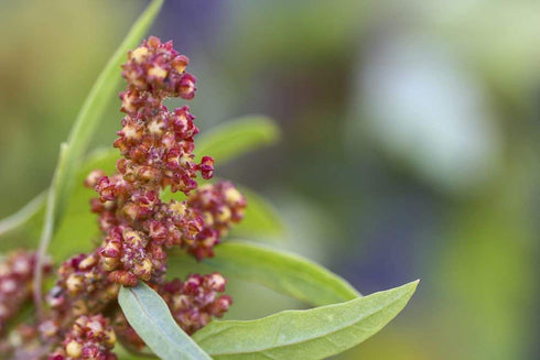 4 Food to Live Organic Tri-Color Quinoa, Pounds Non-GMO, Blend of White, Black, and Red Quinoa, Whole Grain, Raw Seeds