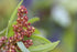 4 Food to Live Organic Tri-Color Quinoa, Pounds Non-GMO, Blend of White, Black, and Red Quinoa, Whole Grain, Raw Seeds