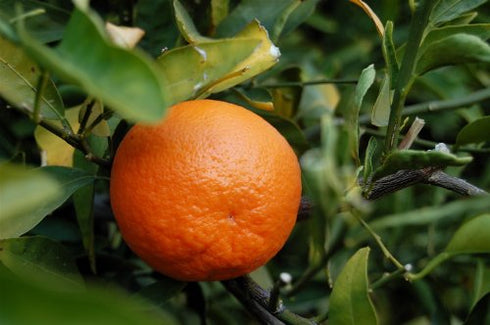 TANGERINES At The Neighborhood Corner Store TANGERINES FRESH PRODUCE FRUIT VEGETABLES 3 LB BAG