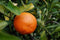 TANGERINES At The Neighborhood Corner Store TANGERINES FRESH PRODUCE FRUIT VEGETABLES 3 LB BAG