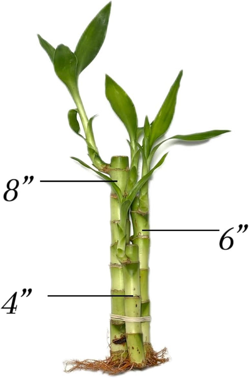 Generic 3 (1x 6" 1X 4" Stalks,1X 8" (2) Twisted Bamboo - Stalk Live Lucky Bamboo Plant - Stalk, - - Stalks) - Live