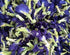 ANCIENT HERB Premium Dried Butterfly Flower for Blue & Purple Drinks, Butterfly Tea, Non-GMO, Pure Natural (3.52 oz)