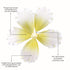 9 Count Global Sugar Art Hibiscus Sugar Cake Flowers, White with Yellow Hawaiian Cake Flower Large, by Chef Alan