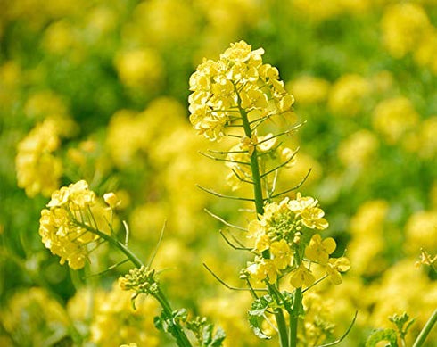 5 Food to Live Yellow Mustard Seeds, Pounds - Whole Spice, Vegan, Kosher, Bulk. Spicy, Pungent Flavor. Rich