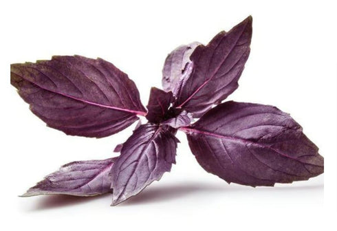 GRIGORIAN GOURMET 1 OZ (30g), Purple Basil (Ocimum basilicum) Aromatic Italian, Armenian, Greek Heritage Variety