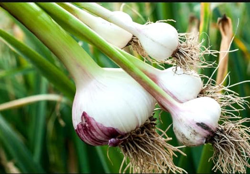 Generic 8 Hardneck Garlic Tuber for Planting - Polish Hardneck Garlic Tuber
