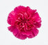 50 FlowerPrime Hot Pink Carnations - Fresh Natural Cut Flowers