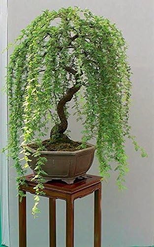 3 Bonsai Willow Tree Bundle - Large Trunk Bonsai Tree Cuts - Get one Each Weeping, Australian, Dragon - Ready to Plant