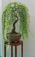 3 Bonsai Willow Tree Bundle - Large Trunk Bonsai Tree Cuts - Get one Each Weeping, Australian, Dragon - Ready to Plant