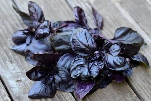 GRIGORIAN GOURMET 1 OZ (30g), Purple Basil (Ocimum basilicum) Aromatic Italian, Armenian, Greek Heritage Variety