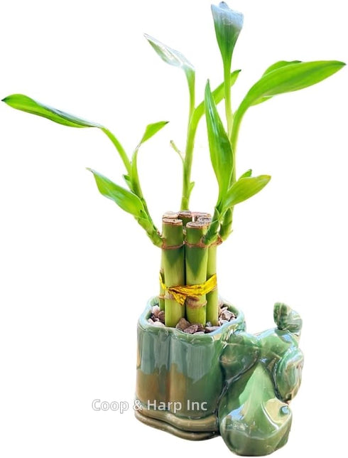 Generic Coop & Harp Small Lucky Bamboo Live Indoor Plant with Ceramic Vase, Live Indoor Lucky Bamboo for Home, Office