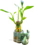 Generic Coop & Harp Small Lucky Bamboo Live Indoor Plant with Ceramic Vase, Live Indoor Lucky Bamboo for Home, Office