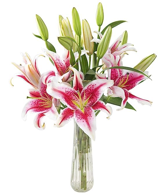 KaBloom - Tranquil Sympathy Breeze Bouquet of 5 Pink stargazer lily With