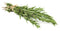 Generic Oganic Rosemary, Locally Grown US, 2 Bunches