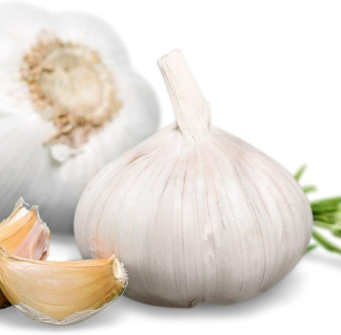 Generic Elephant Garlic, 2 Huge Bulbs! Great for Planting, Eating or Cooking! Non