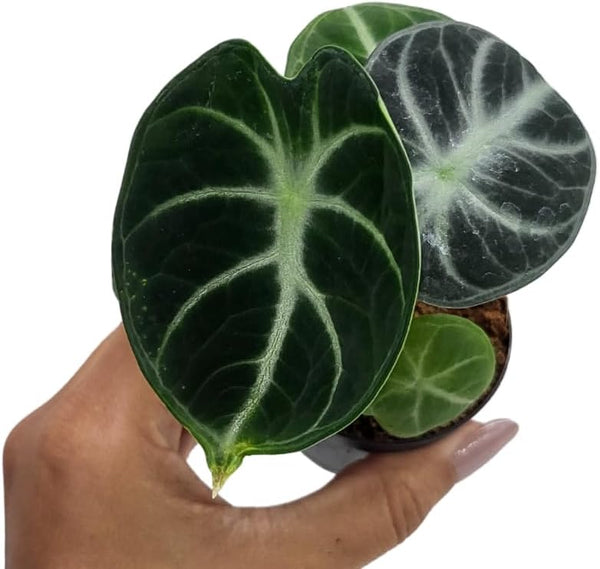 Coollective Plants Alocasia Ninja, Live Plant in a 2 or 4 Inch Growers Pot,