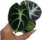 Coollective Plants Alocasia Ninja, Live Plant in a 2 or 4 Inch Growers Pot,