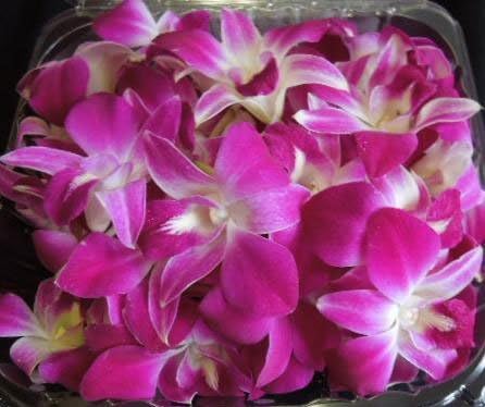 TastePadThai 50 Fresh Loose Purple Dendrobium Orchid Blossoms ct.