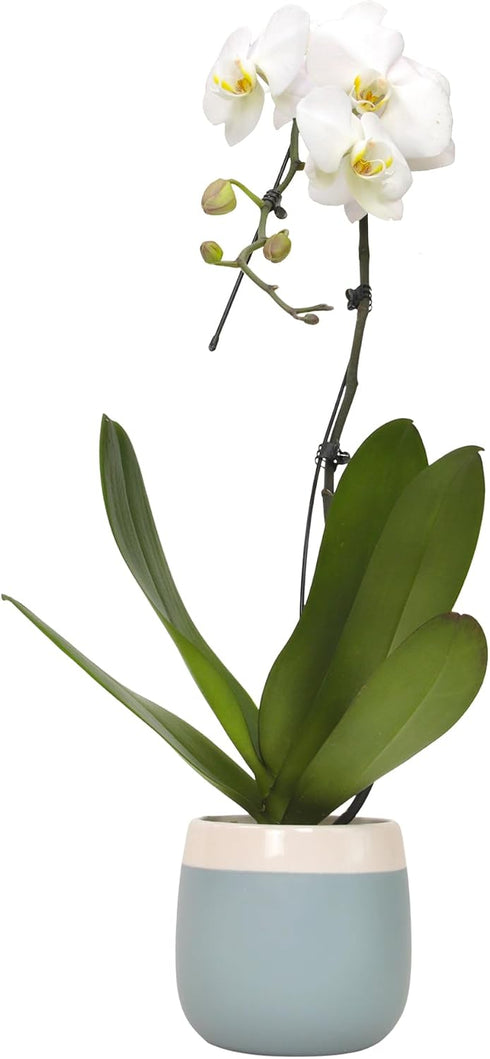 5" 22"+ Large White Live Orchids Blooming in Blue & White Orchid Pot, Pet Friendly Live Plant Gifts for Plant Lovers