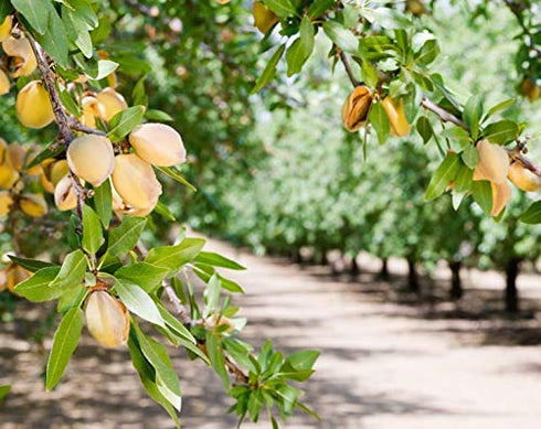 1 Food to Live California Almonds, Pound Supreme, Whole, Raw, Unsalted, Unroasted Nuts, Natural.
