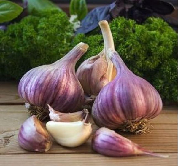 Generic Hardneck Garlic Tuber for Planting - 8 Purple Italian Hardneck Garlic Tuber