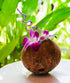 (100 Miami Fresh Orchid Flower OrchidClub USA Sunne Tropical Loose Bloom DIY Lei, food & drink decoration PURPLE