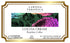 Larissa Veronica (12 572210) 3 Pack Cocoa Cream Brazilian Coffee (Single Serve K-Cup Pods) (Gourmet, Naturally