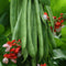 Runner Bean Seeds - 100 Count Seed Pack -Edible Beans with Colorful