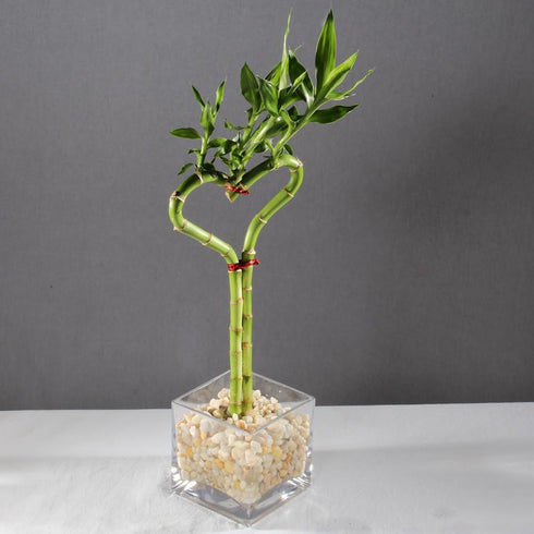 4 14-16 Inches Brussel's Bonsai - Live Lucky Bamboo Plant, Heart Shaped Indoor Bamboo with Red Decorative Rocks