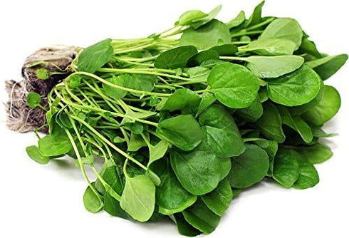 Nature Tea 100% (4 oz) Watercress Herb - Dried Nasturtium officinale C/S from Nature