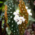 Combo 4 Begonias Houseplant Live Indoor, Angel Wing Begonia Maculata Live Plant,