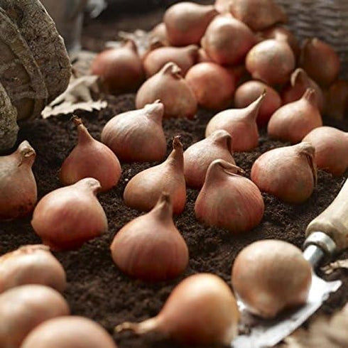 yunakesa Bulbs Tulip Triumph (MTB) (Purple Lady Mix)