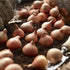 yunakesa Bulbs Tulip Triumph (MTB) (Purple Lady Mix)