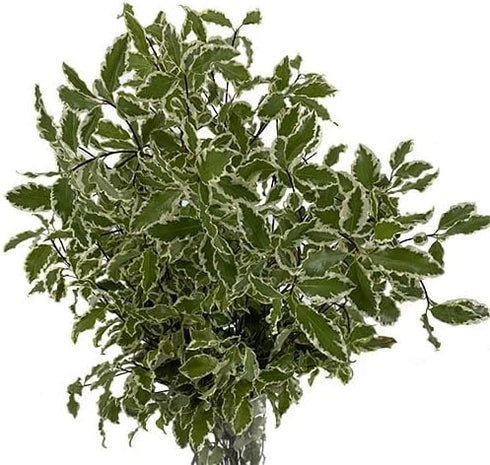 10 Silver Queen Pittosporum Flowers and Leaves Fresh Flowers Mother's Day Birthday Gift Los Angeles Flower Wholesale