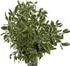 10 Silver Queen Pittosporum Flowers and Leaves Fresh Flowers Mother's Day Birthday Gift Los Angeles Flower Wholesale