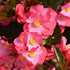 4 4 8 Combo Begonias Houseplant Live Indoor, Mix Begonia Maculata Live Plant, Random Begonias Live Plants Outdoor