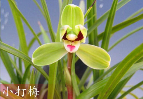 Easy Care Live Cymbidium Orchids - Air Purifying Houseplants