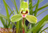 Easy Care Live Cymbidium Orchids - Air Purifying Houseplants