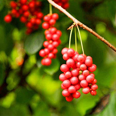 8.8oz, wananfu Schisandra Berry Dried Schizandra Berries for Tea, Wuweizi ()