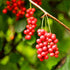 8.8oz, wananfu Schisandra Berry Dried Schizandra Berries for Tea, Wuweizi ()