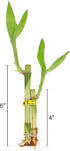 2 4 6 Inches Live Lucky Bamboo Stalk Arrangement in Round Red Ceramic Planter - and Lucky Bamboo Indoor Potted House