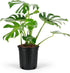 Monstera Deliciosa Swiss Cheese Plant - Tropical Indoor Houseplant, Exotic Air Purifying, Low Maintenance, Ideal