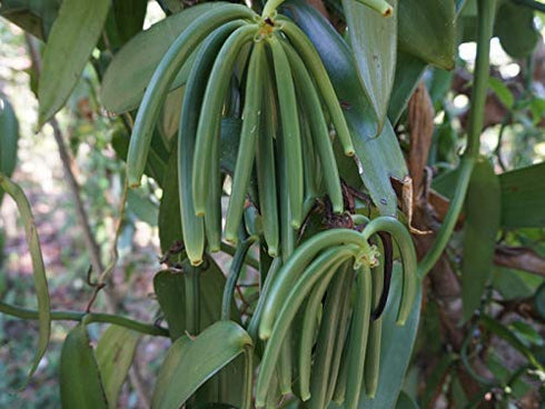 30 5"-7" Organic Madagascar Vanilla Beans Grade A/B. Certified USDA Organic. by FITNCLEAN VANILLA. Bourbon Fresh Whole