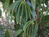 30 5"-7" Organic Madagascar Vanilla Beans Grade A/B. Certified USDA Organic. by FITNCLEAN VANILLA. Bourbon Fresh Whole