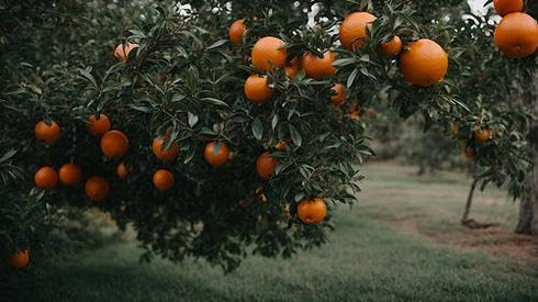 RawJoy (18 count) Orange fruits fresh hand picked from orchard naturally grown farm produce