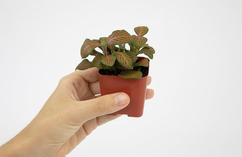 (12PK), Altman Plants Live Houseplants Indoor Plants for Delivery Prime, Live Plants and Gardening Gifts for Plant