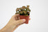 (12PK), Altman Plants Live Houseplants Indoor Plants for Delivery Prime, Live Plants and Gardening Gifts for Plant